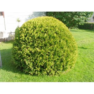 Tuja západná (Thuja occidentalis) ´GOLDEN GLOBE´ - výška 20-30 cm, kont. C3L